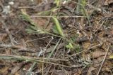 Vicia sativa