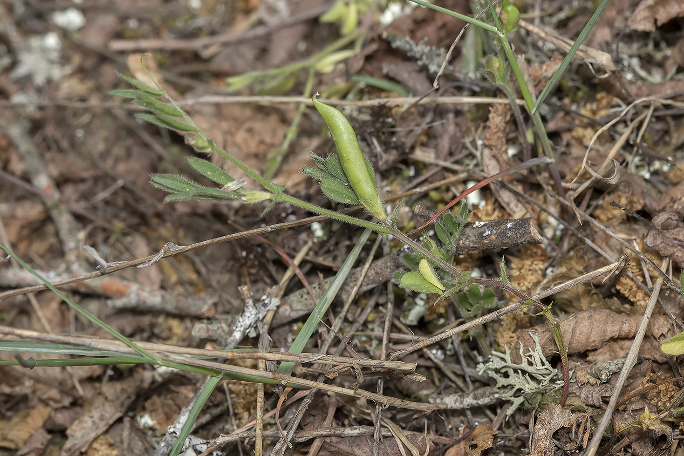 Image of Vicia sativa specimen.