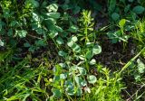 Смотреть изображение род Corydalis