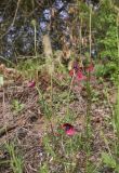 View full-size image Papaver hybridum