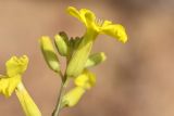 Смотреть изображение Erysimum canescens