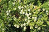 Смотреть изображение Juniperus sabina