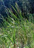 View full-size image Typha latifolia