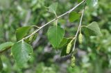 View full-size image Betula litwinowii