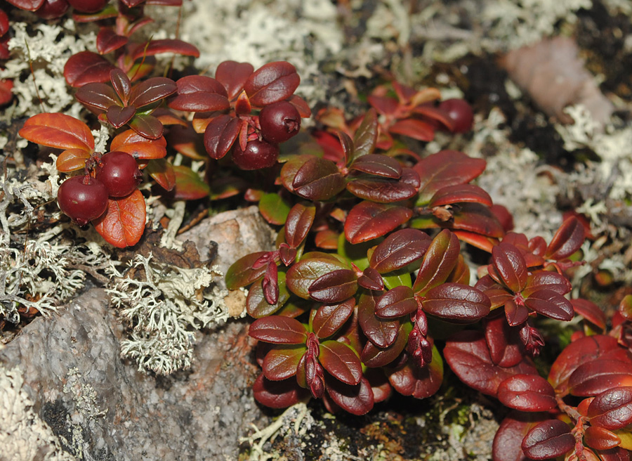 Image of Vaccinium vitis-idaea specimen.