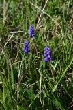 View full-size image genus Muscari
