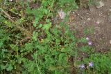 View full-size image Erodium cicutarium