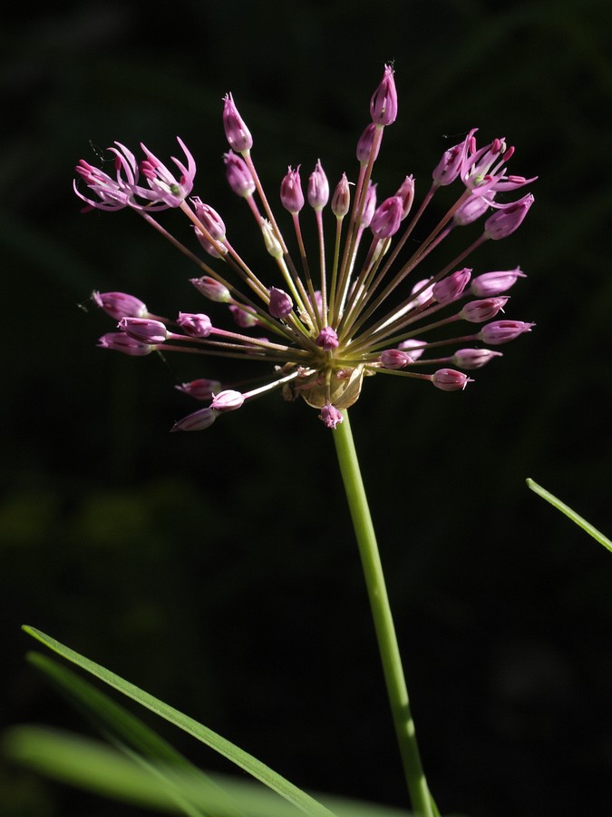 Image of Allium rosenorum specimen.