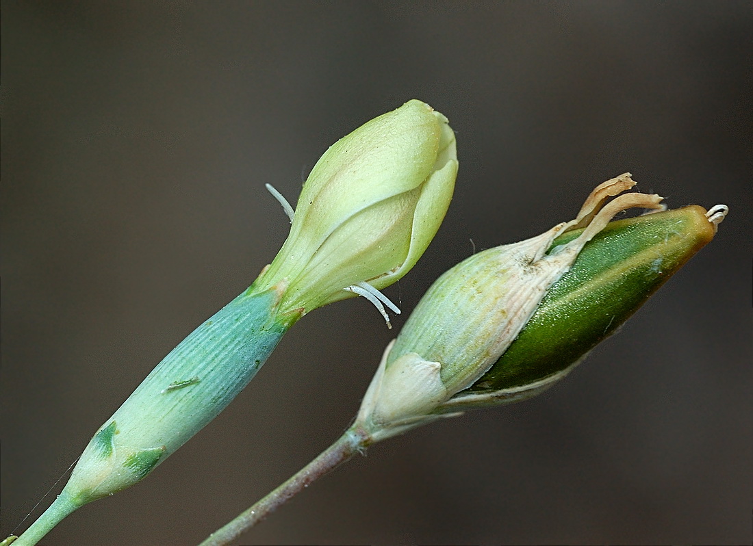 Image of Dianthus marschallii specimen.