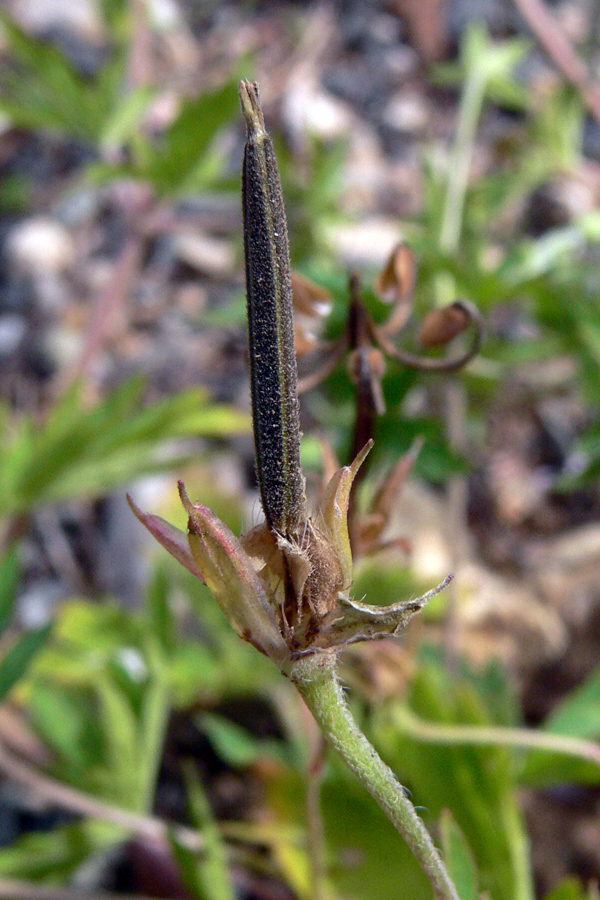 Image of Geranium sibiricum specimen.