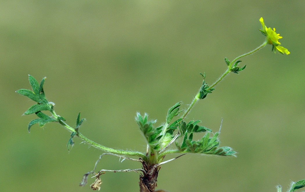 Изображение особи Potentilla soongorica.