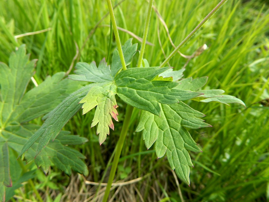 Image of Geranium krylovii specimen.