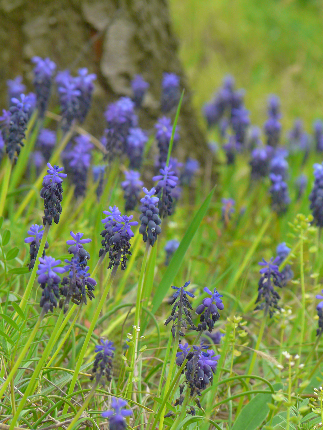 Изображение особи Muscari neglectum.