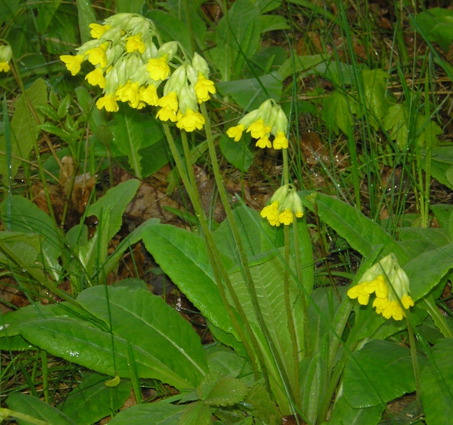 Изображение особи Primula veris.