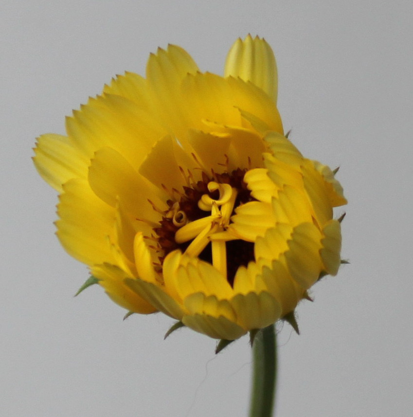 Image of Calendula officinalis specimen.