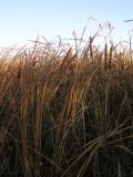 Typha domingensis