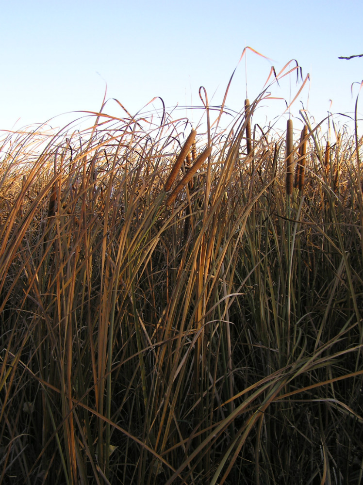 Image of Typha domingensis specimen.