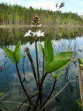 Menyanthes trifoliata