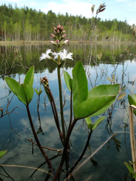 Изображение особи Menyanthes trifoliata.