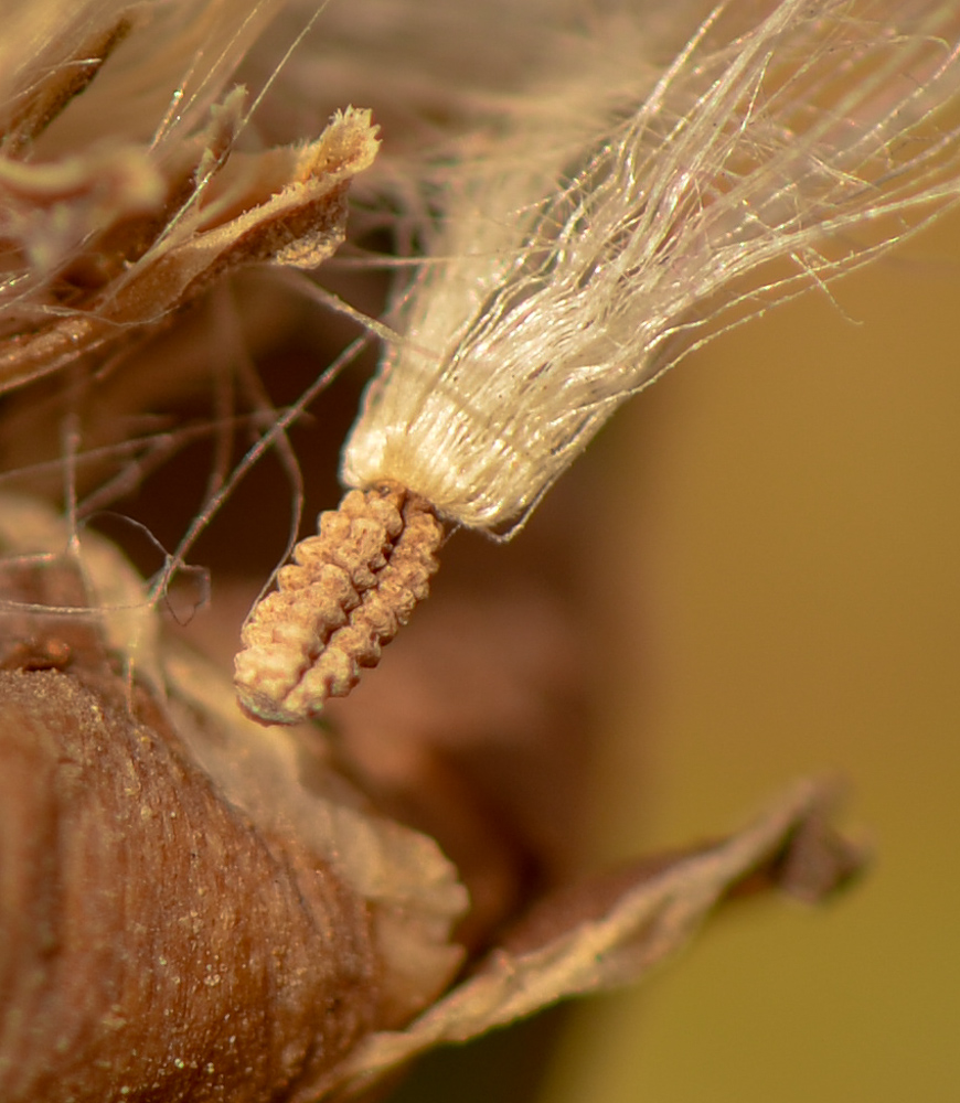 Image of Reichardia tingitana specimen.