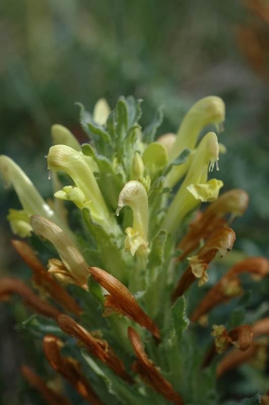 Image of Pedicularis songarica specimen.