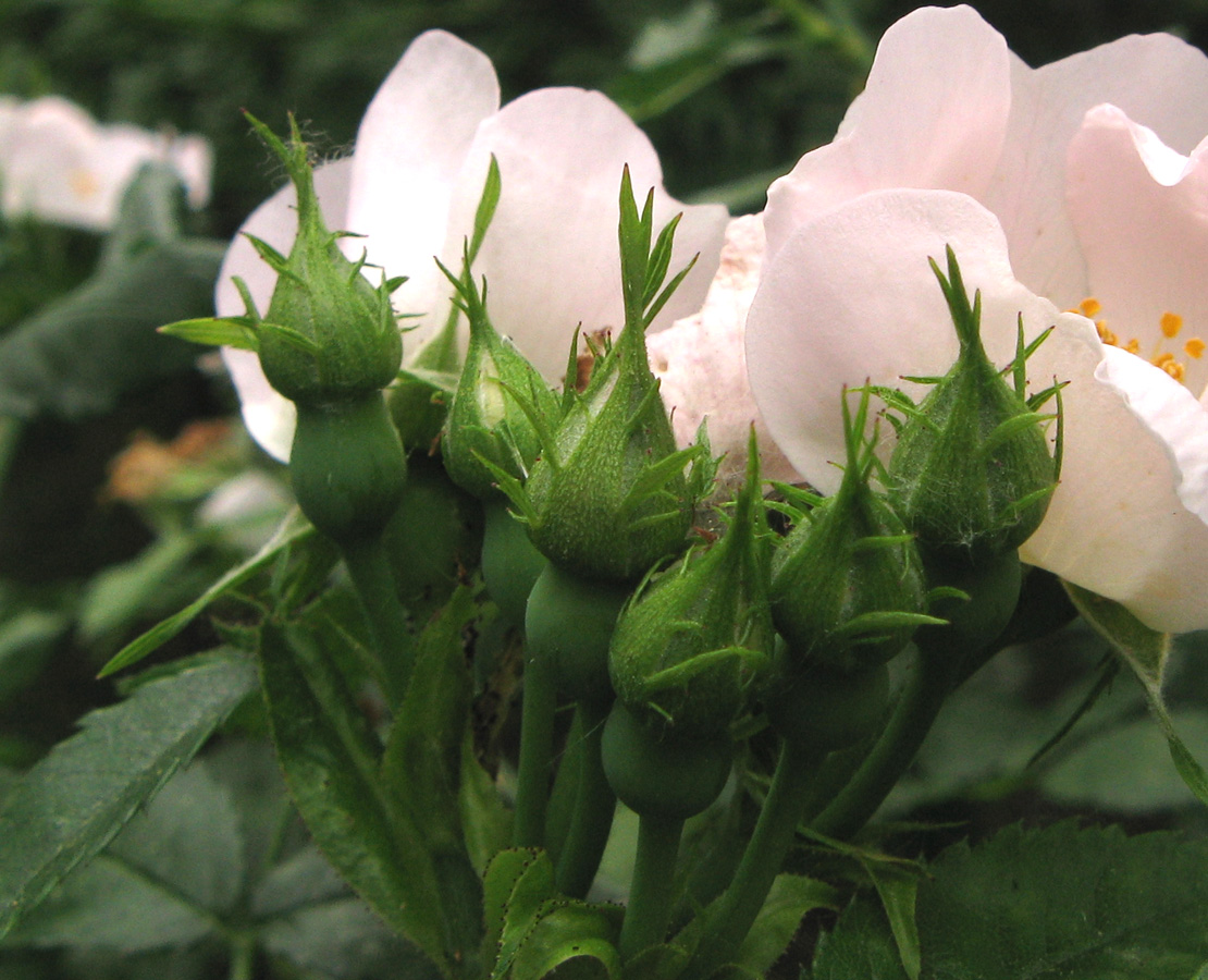 Image of Rosa canina specimen.