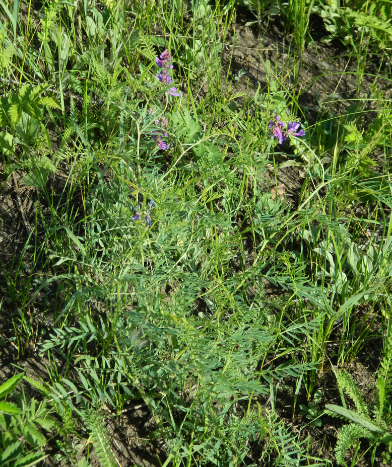 Изображение особи Vicia tenuifolia.