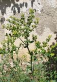 Ruta chalepensis. Верхушка ветви с соцветиями. Израиль, Шарон, г. Герцлия, в культуре. 30.05.2012.