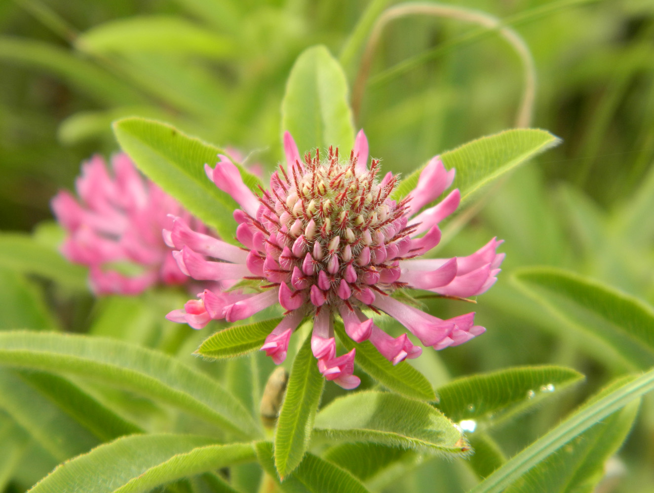 Изображение особи Trifolium alpestre.