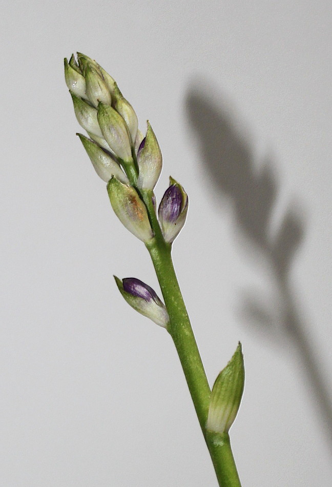 Image of genus Hosta specimen.