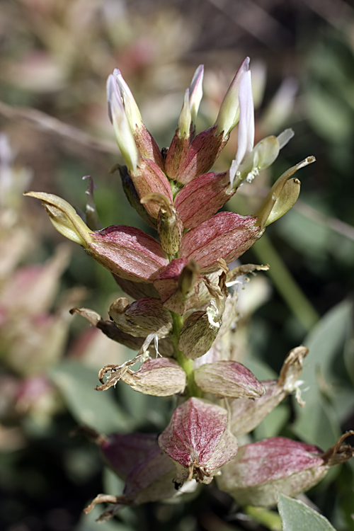 Image of Astragalus megalomerus specimen.