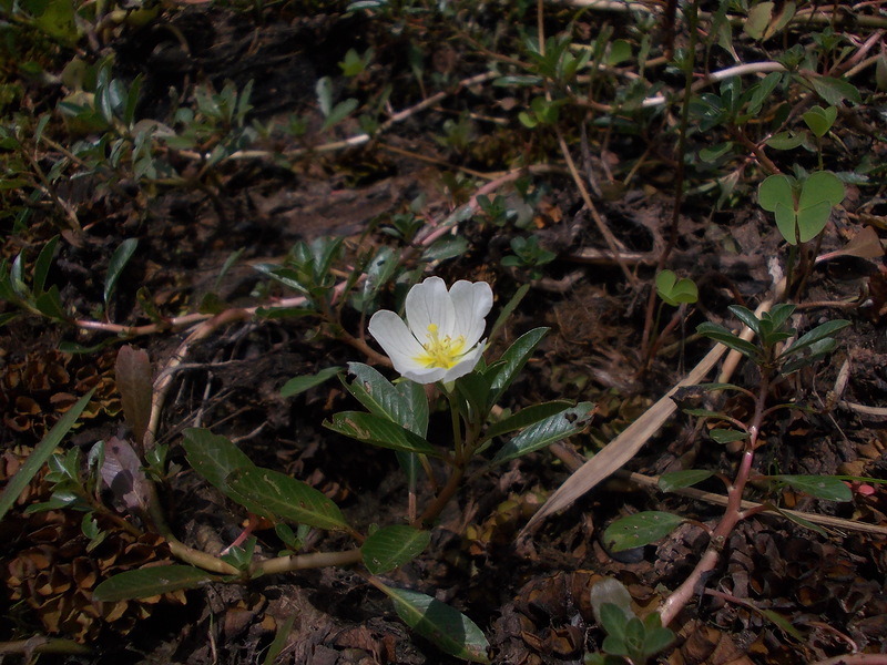 Image of Ludwigia adscendens specimen.