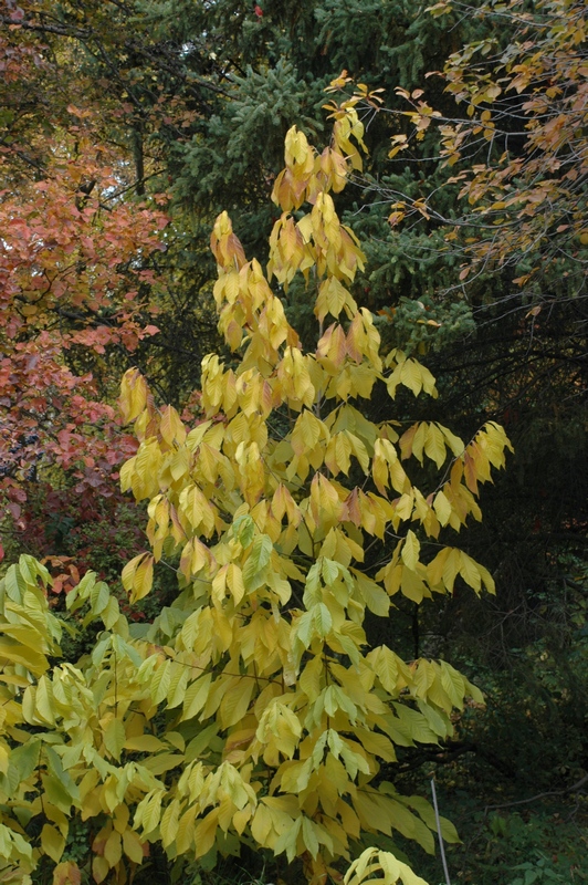 Image of Asimina triloba specimen.