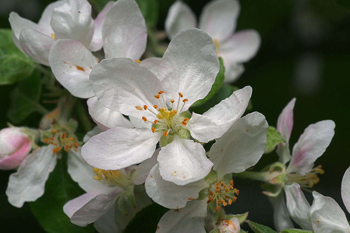 Изображение особи Malus domestica.