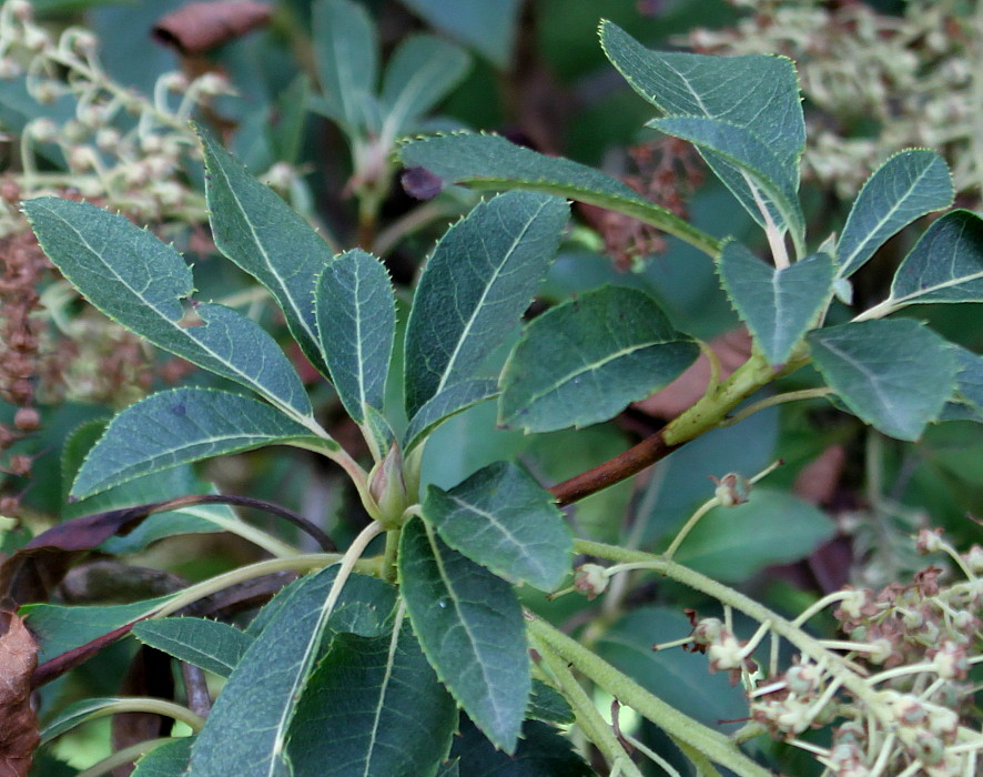 Image of Clethra barbinervis specimen.