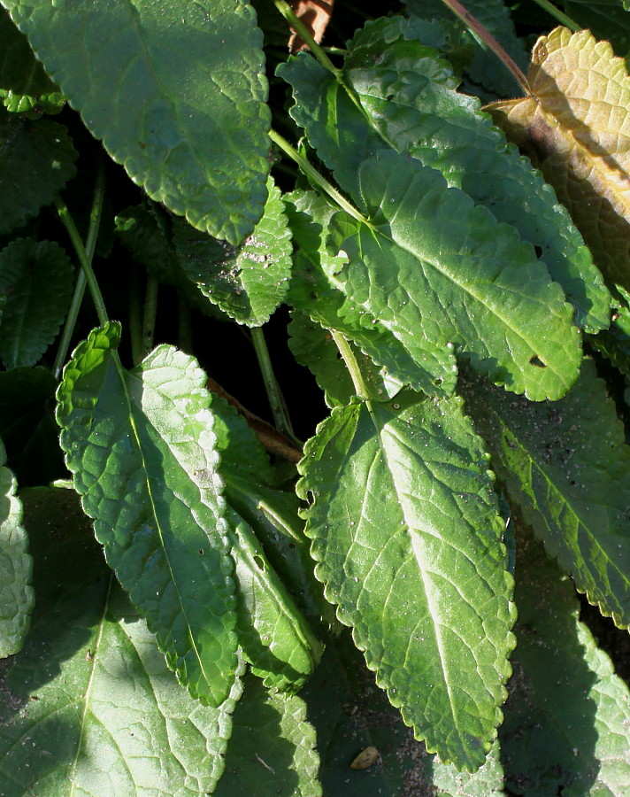 Image of Betonica officinalis specimen.