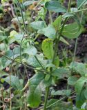 Nicotiana langsdorffii. Средняя часть растения с соплодиями. Германия, г. Krefeld, ботанический сад. 21.10.2012.