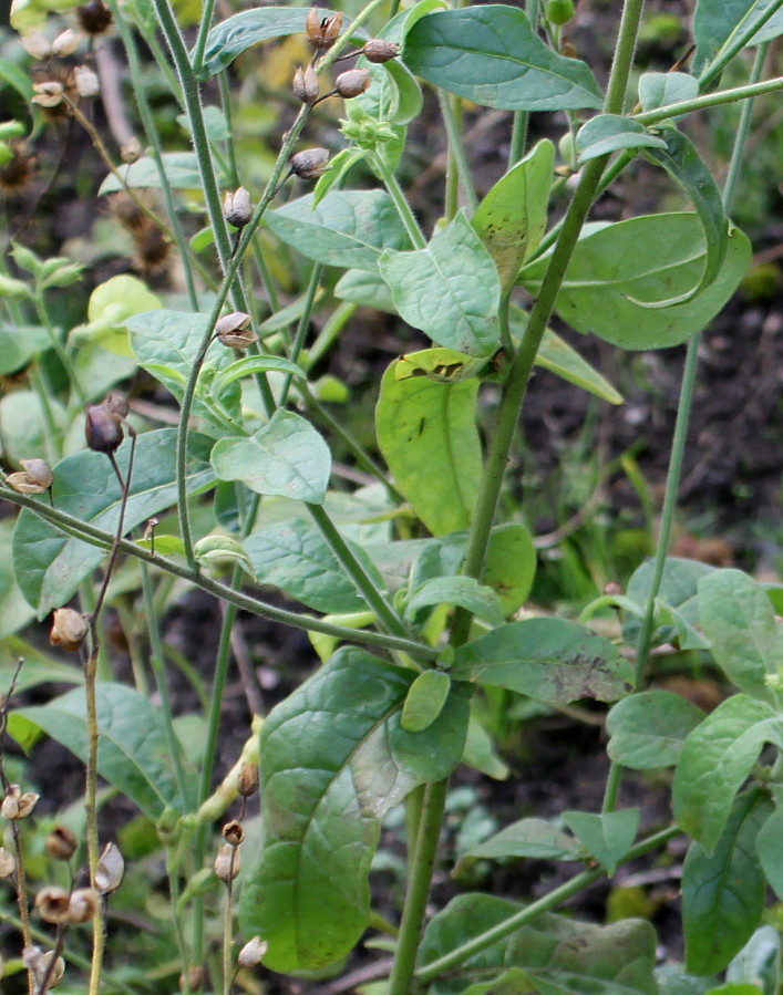 Image of Nicotiana langsdorffii specimen.