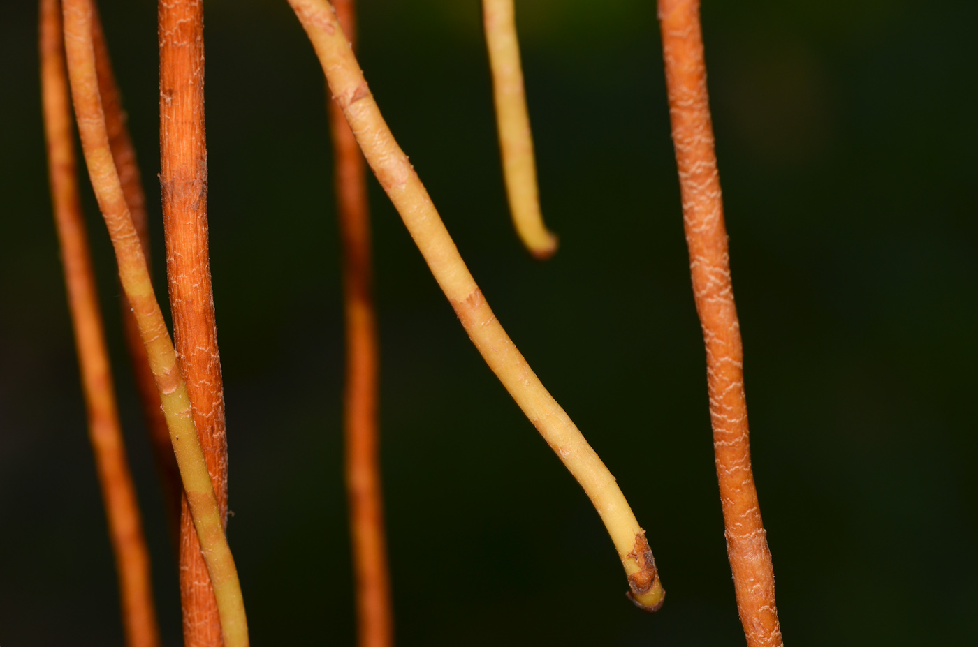 Image of Ficus elastica specimen.