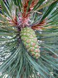 Pinus nigra. Верхушка побега с молодой шишкой. Швейцария, г. Женева, Английский сад. 27.06.2012.