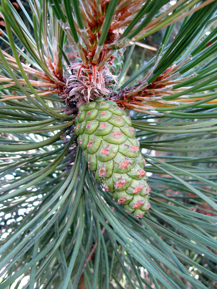 Изображение особи Pinus nigra.