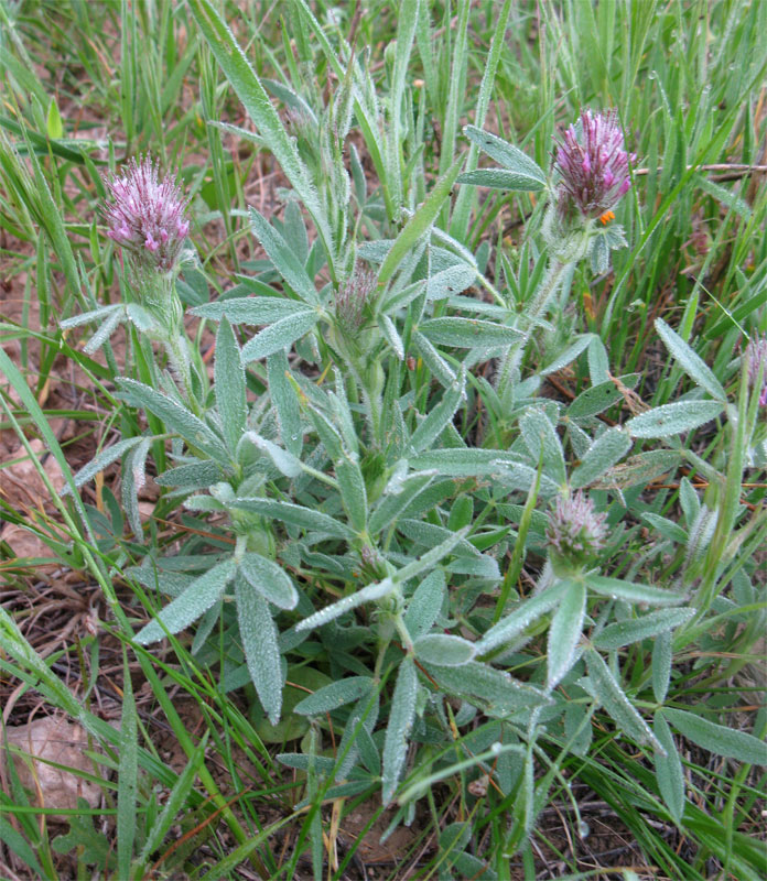 Image of genus Trifolium specimen.