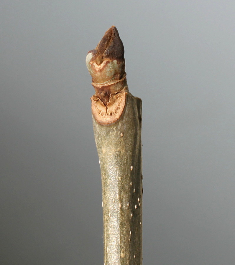 Image of Fraxinus excelsior specimen.