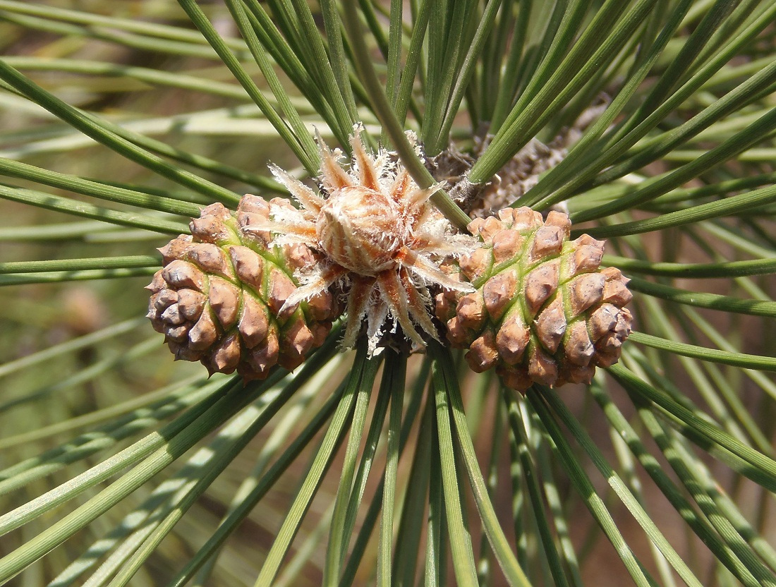 Изображение особи Pinus pallasiana.