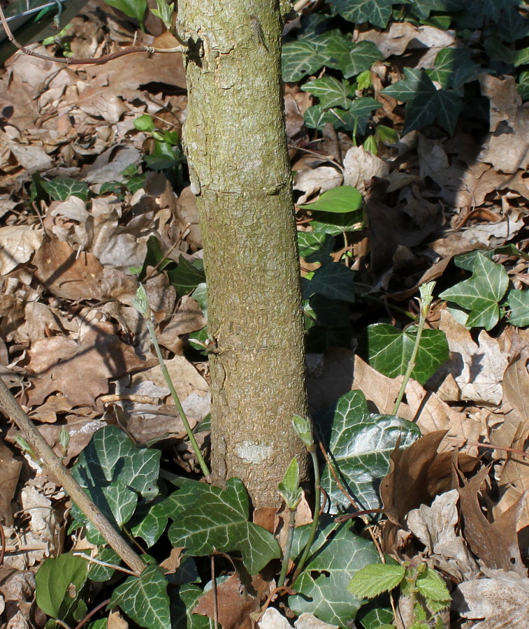 Image of Cynoxylon nuttallii specimen.