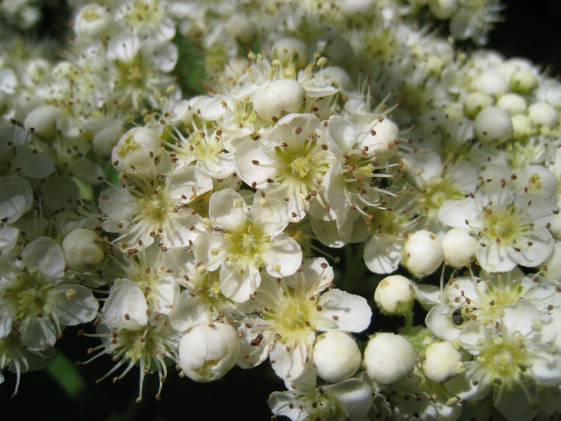 Изображение особи Sorbus aucuparia.