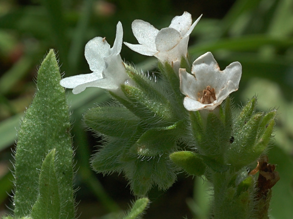 Image of Anchusa officinalis specimen.