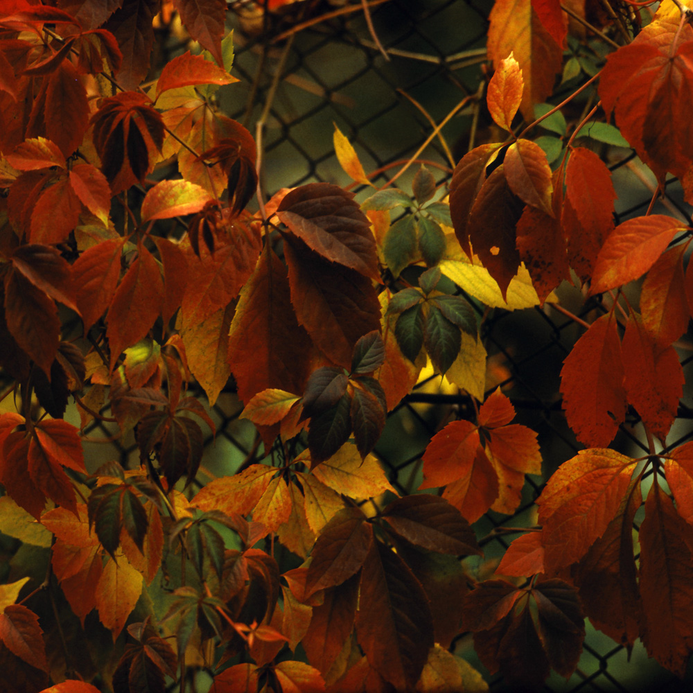 Image of Parthenocissus quinquefolia specimen.