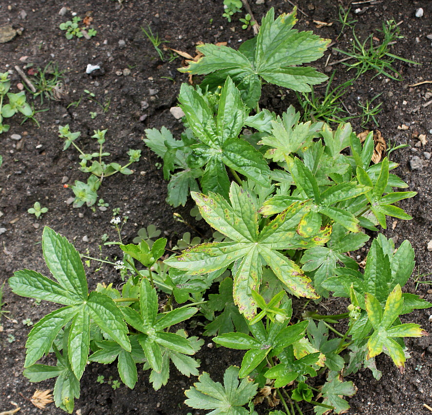 Image of Astrantia major specimen.