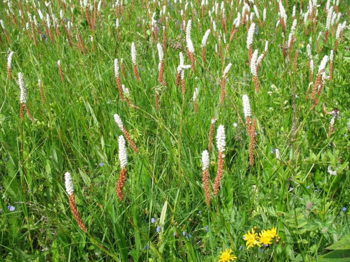 Polygonum viviparum